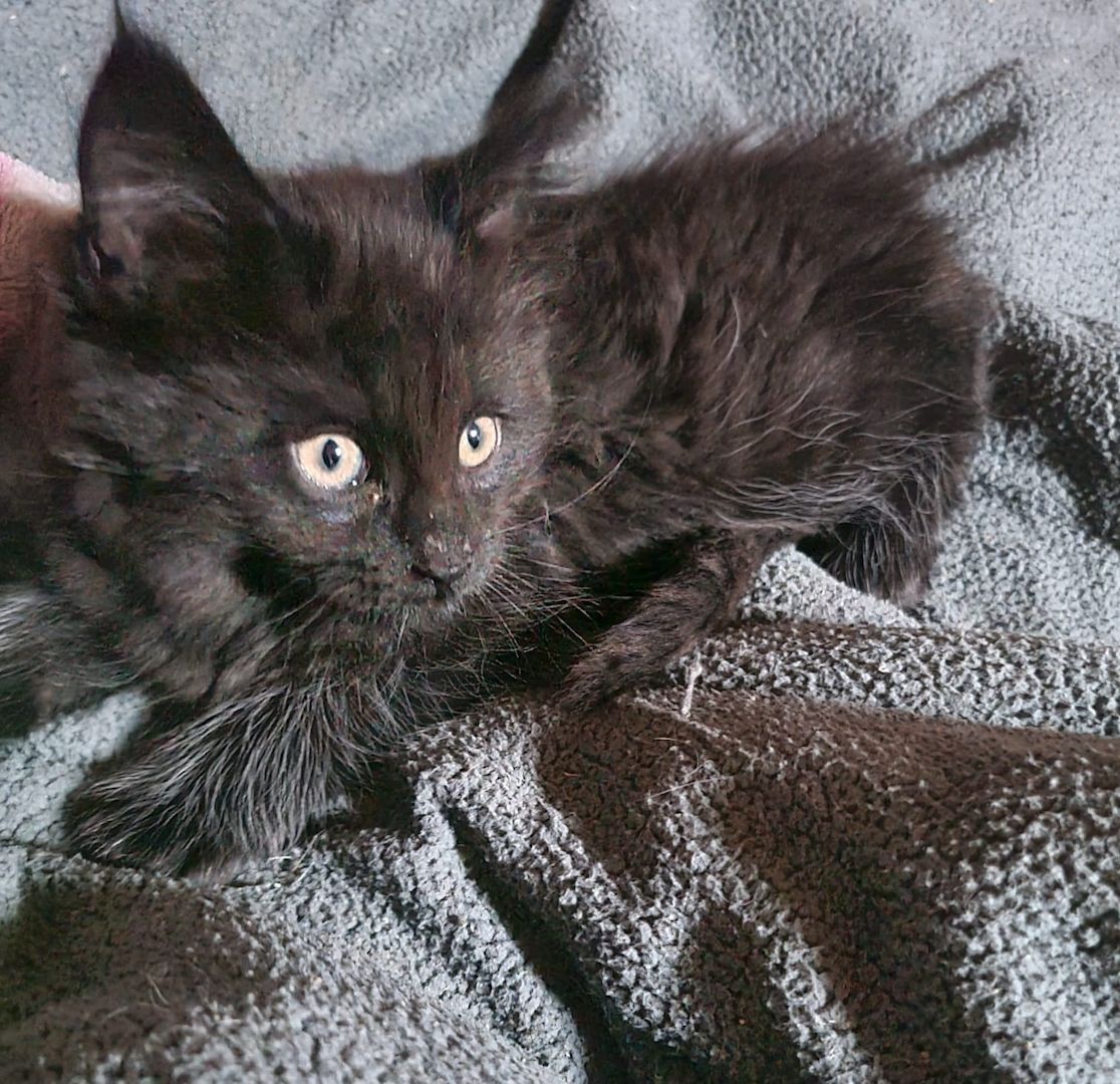 XXL Mainecoon Kitten