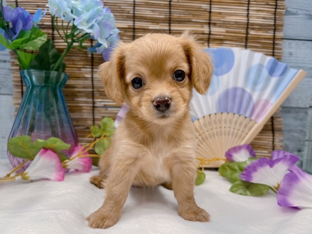 Dackelwelpe zur Adoption