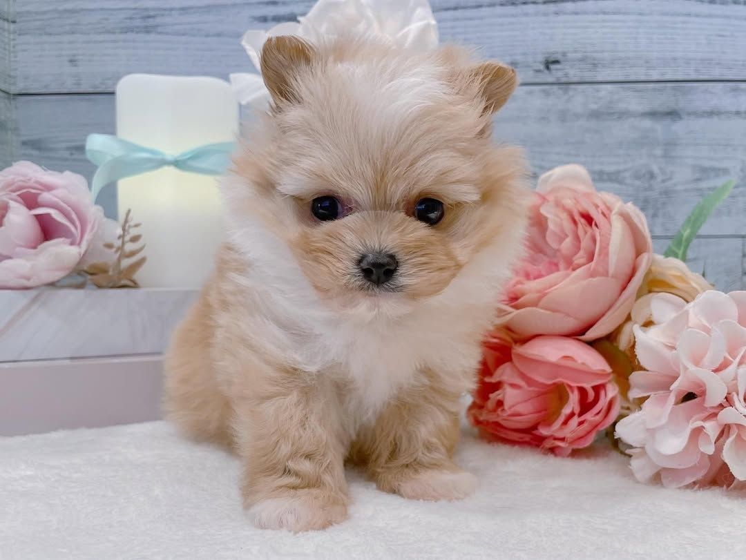 Malteserwelpe zur Adoption