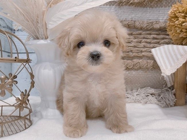 Weiblicher Pudel zur Adoption verfügbar