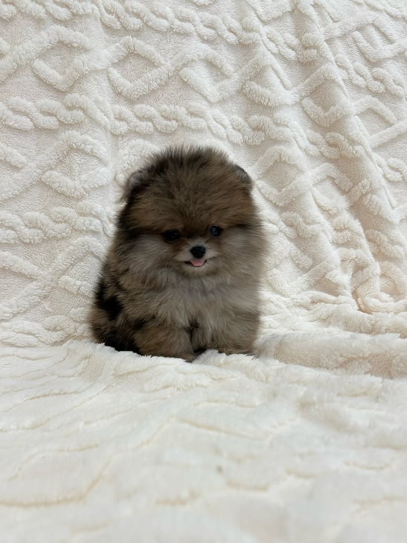 Pomeranian-Welpe zur Adoption