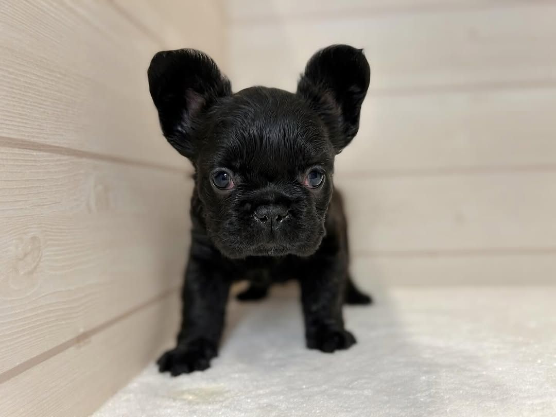 Französische Bulldogge sucht neues Zuhause