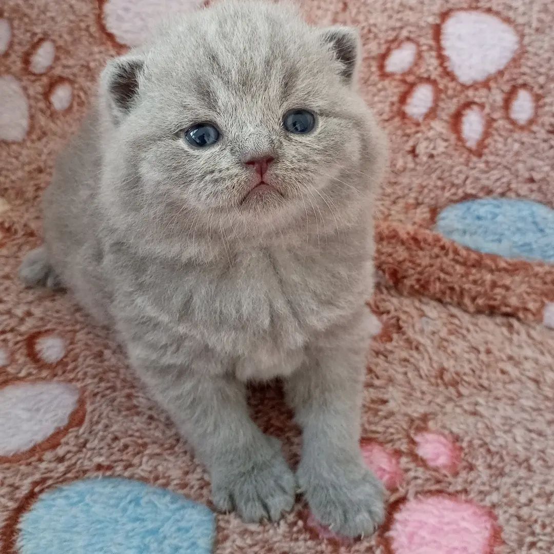 Britische Kurzhaar-Kätzchen zur Adoption