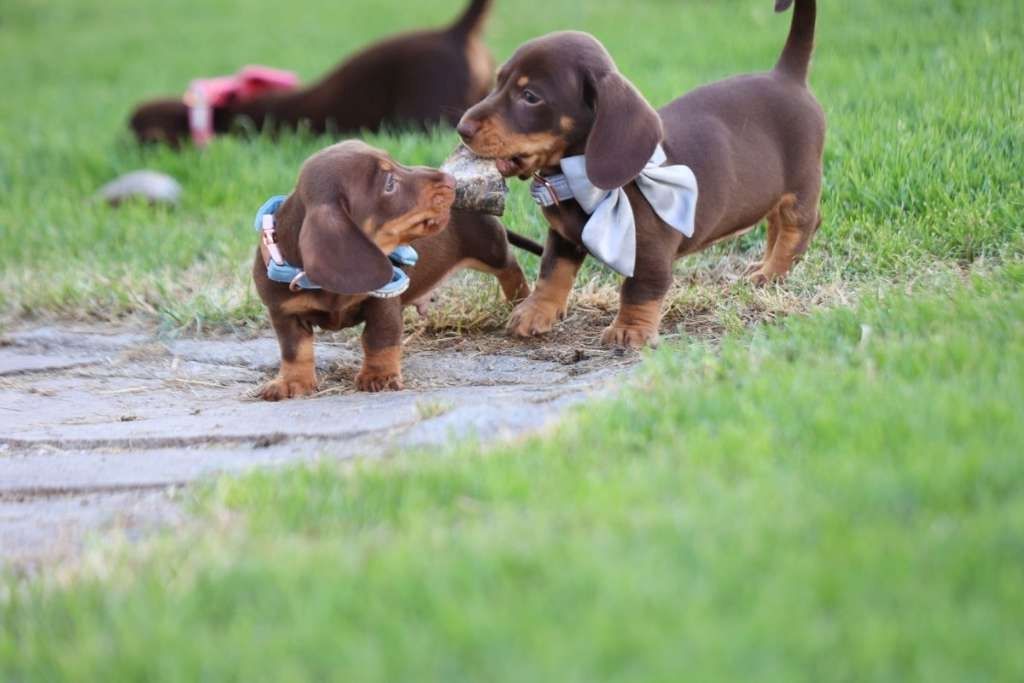 Zwergdackel suchen ein liebevolles Zuhause.