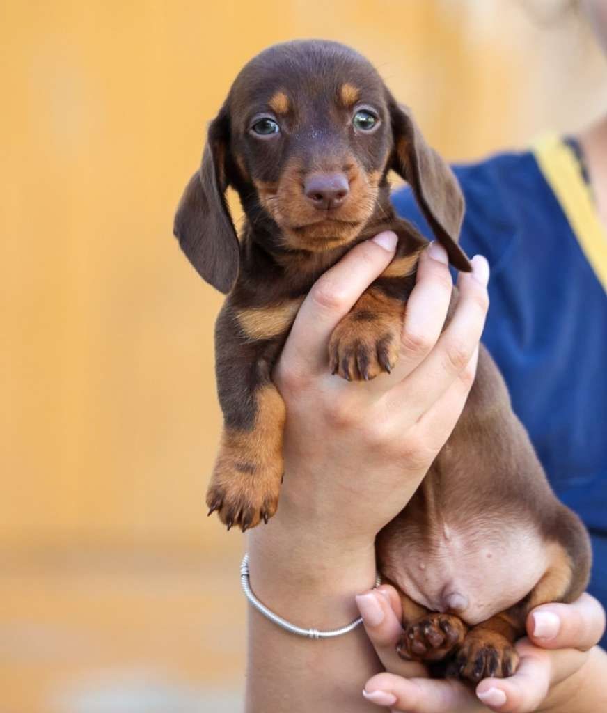 Zwergdackel suchen ein liebevolles Zuhause.