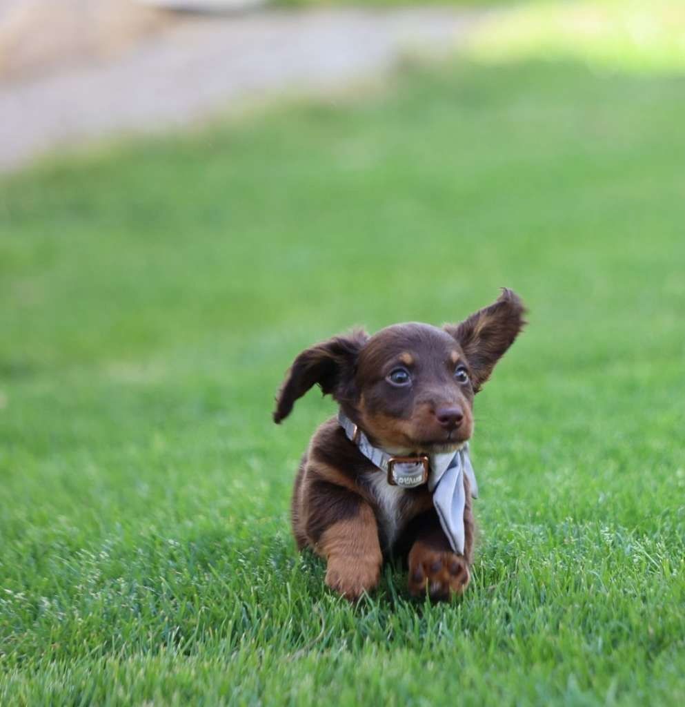 Zwergdackel suchen ein liebevolles Zuhause.