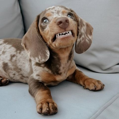 Zwergdackel suchen ein liebevolles Zuhause.