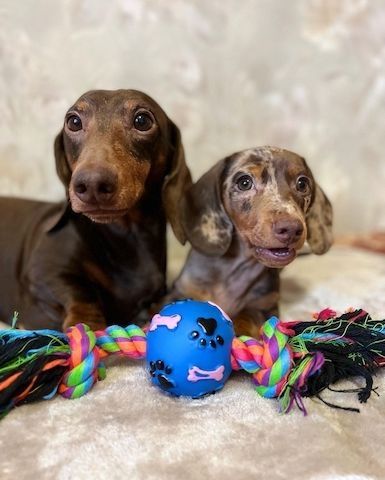 Zwergdackel suchen ein liebevolles Zuhause.