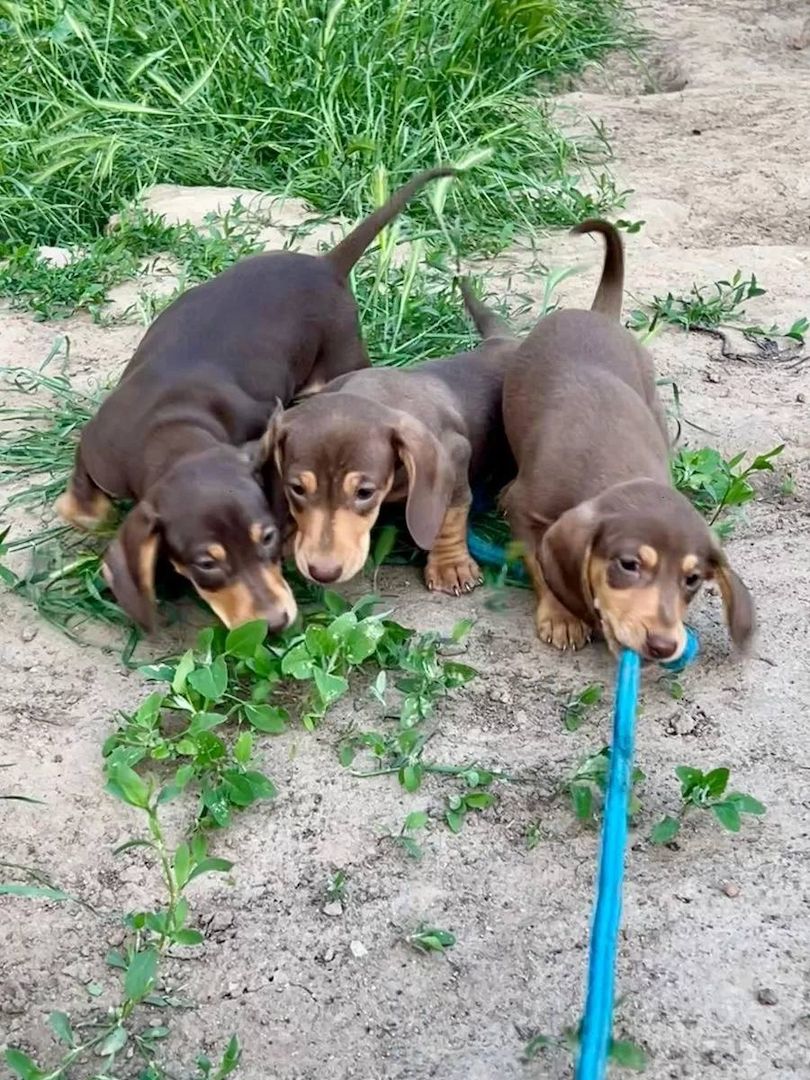 Zwergdackel suchen ein liebevolles Zuhause.