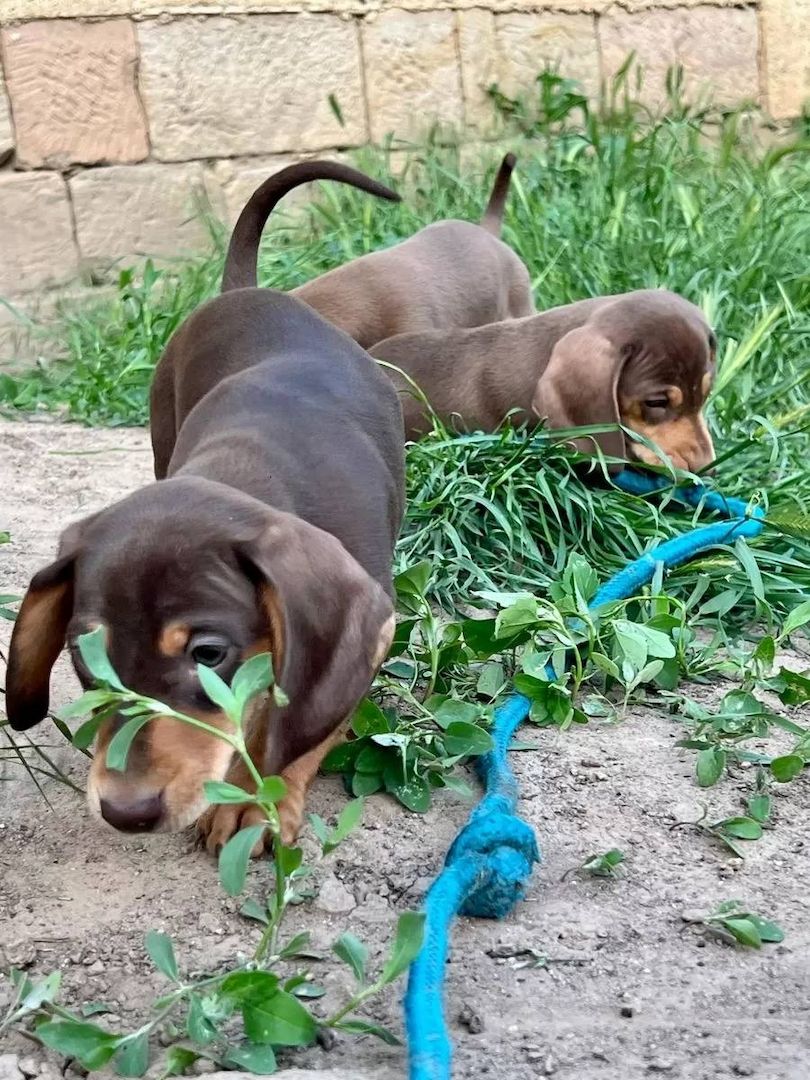 Zwergdackel suchen ein liebevolles Zuhause.