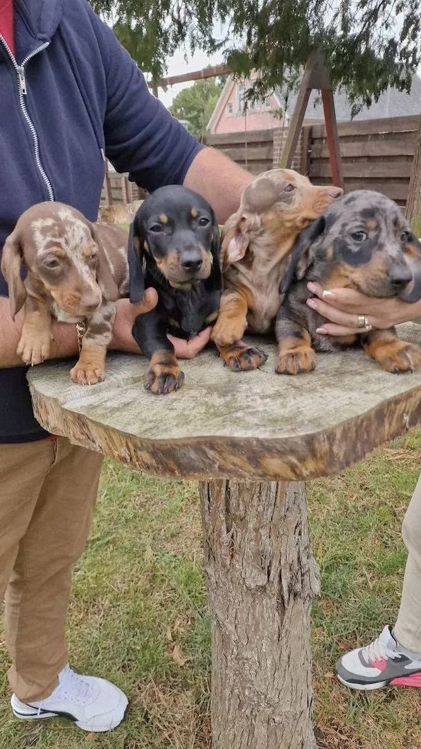 Zwergdackel suchen ein liebevolles Zuhause.