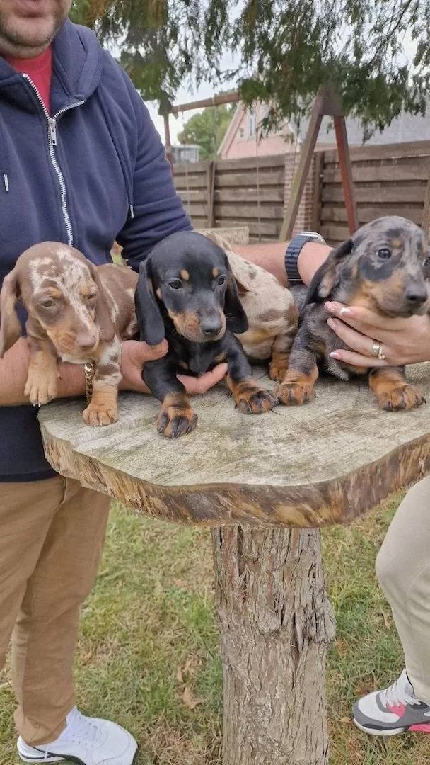 Zwergdackel suchen ein liebevolles Zuhause.