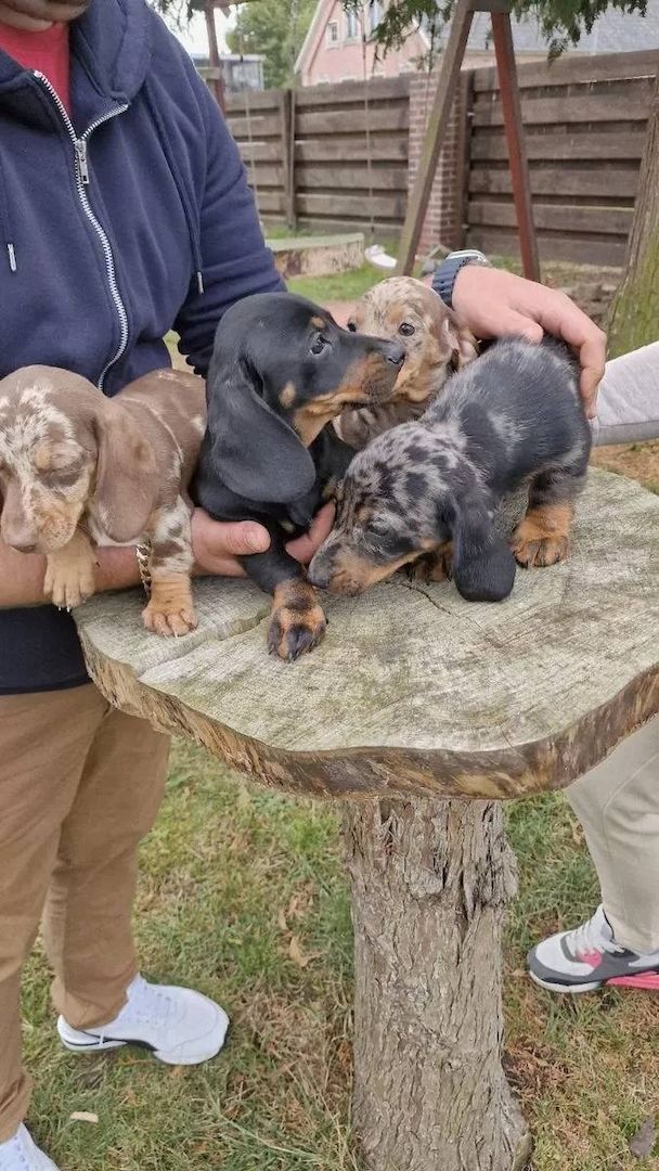 Zwergdackel suchen ein liebevolles Zuhause.