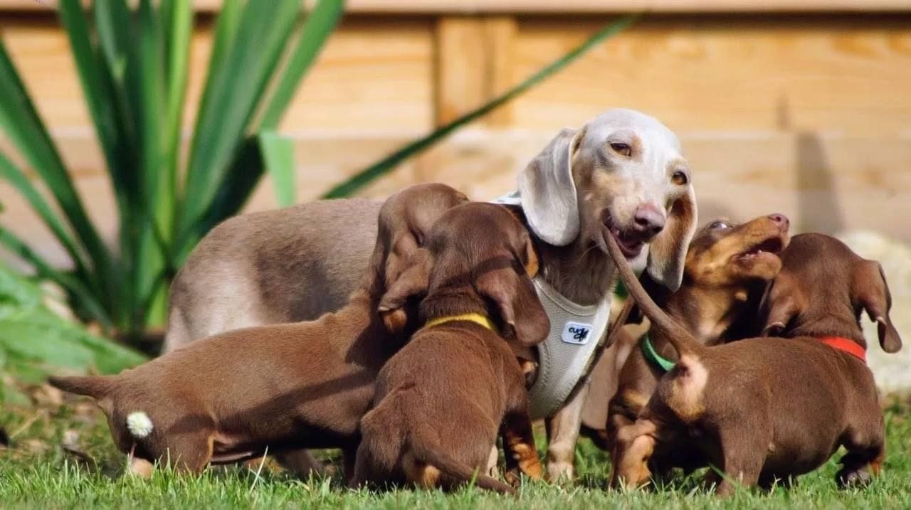 Zwergdackel suchen ein liebevolles Zuhause.