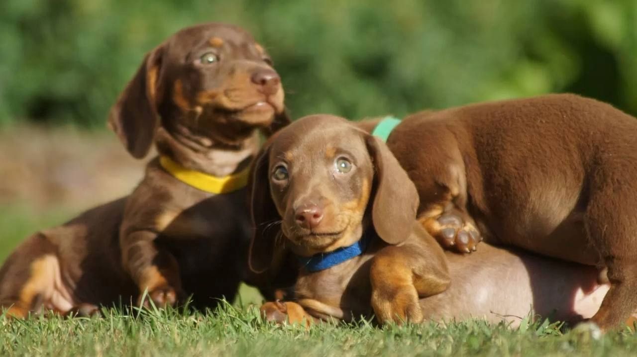Zwergdackel suchen ein liebevolles Zuhause.