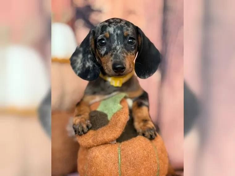 Zwergdackel suchen ein liebevolles Zuhause.