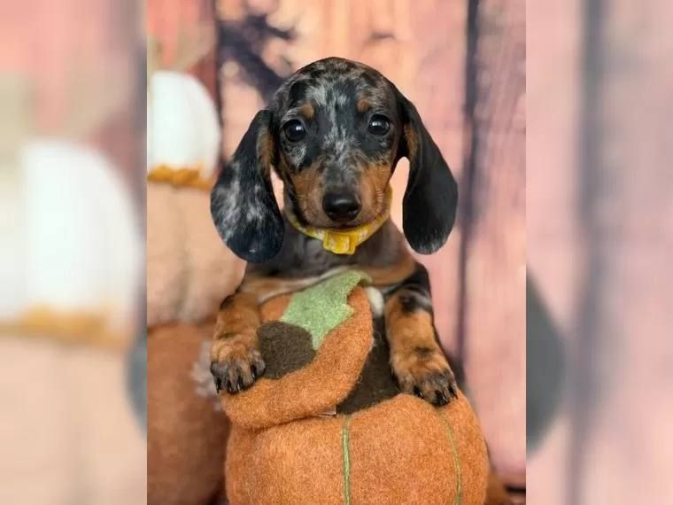 Zwergdackel suchen ein liebevolles Zuhause.