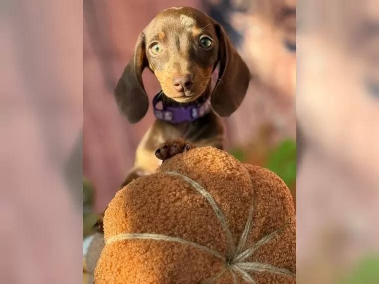 Zwergdackel suchen ein liebevolles Zuhause.