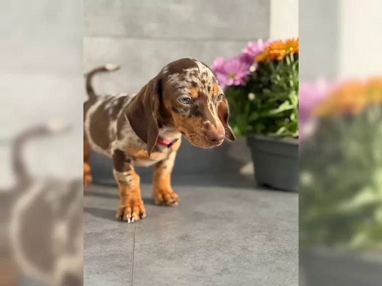 Zwergdackel suchen ein liebevolles Zuhause.