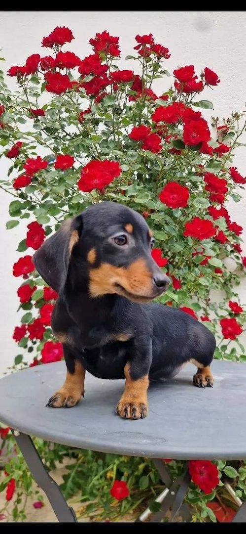 Zwergdackel suchen ein liebevolles Zuhause.