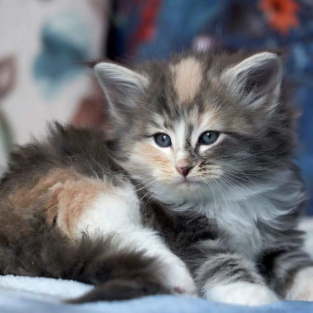 Norwegische Waldakatze