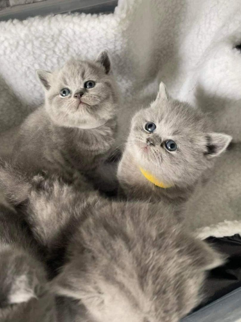 Britische Kurzhaar-Kätzchen zur Adoption.