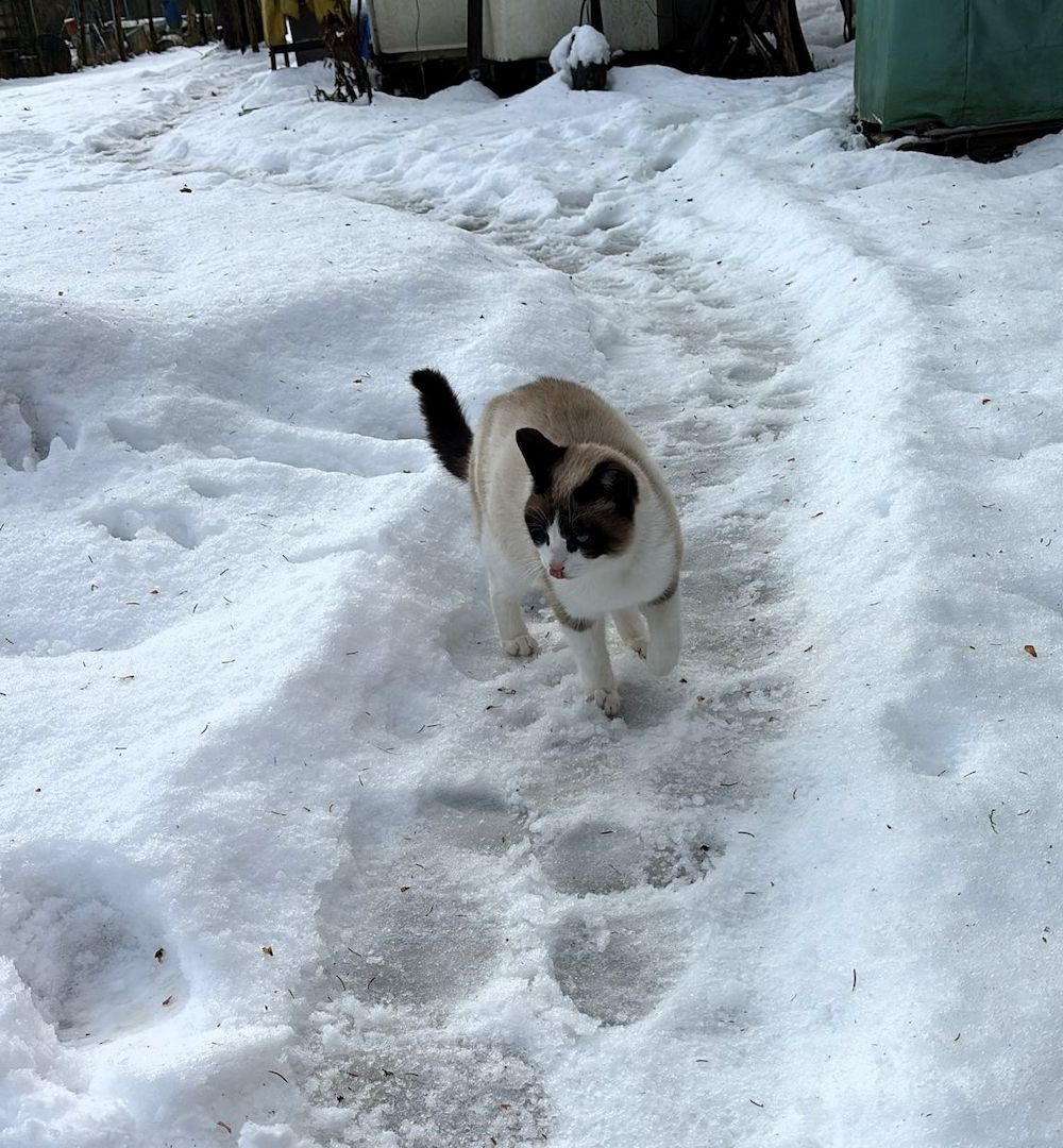 Ein junge Kater vom Land