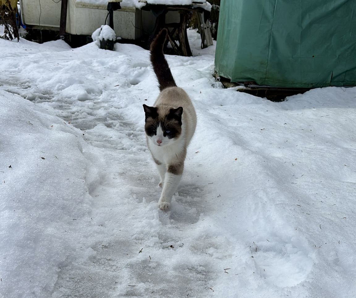 Ein junge Kater vom Land