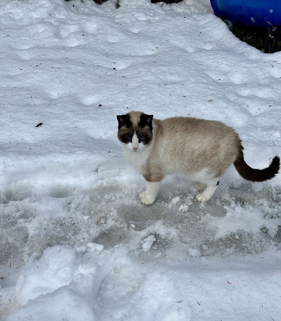 Ein junge Kater vom Land