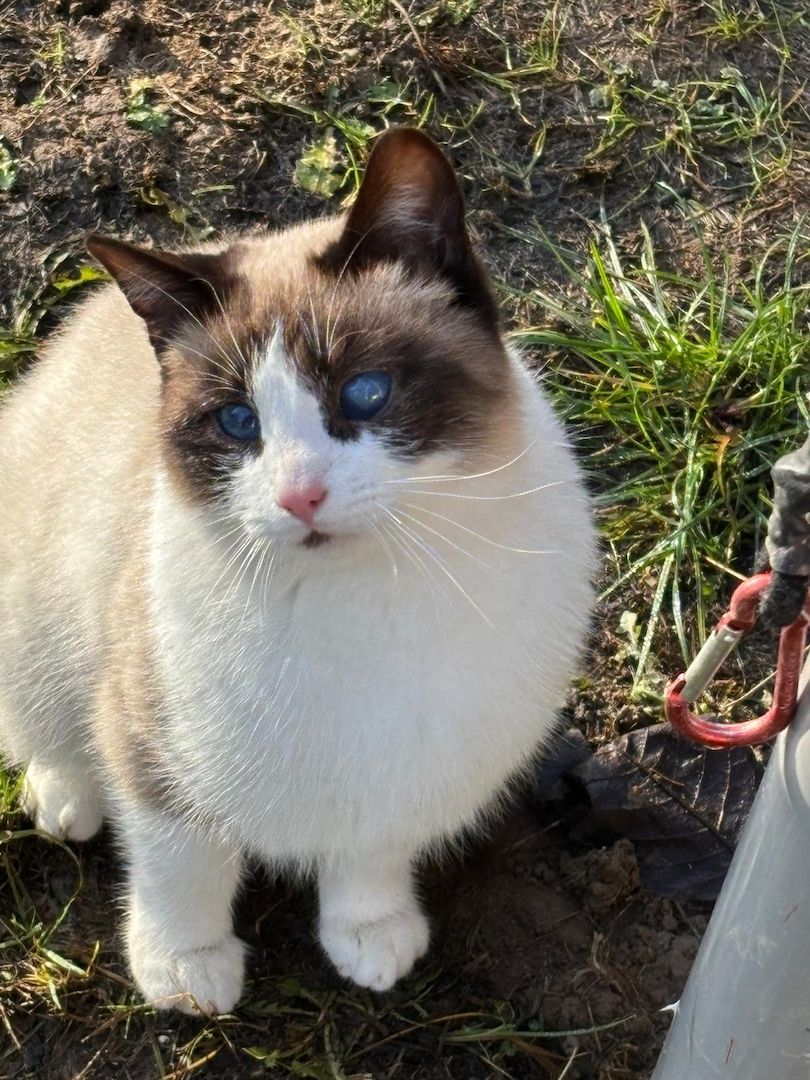 Ein junge Kater vom Land