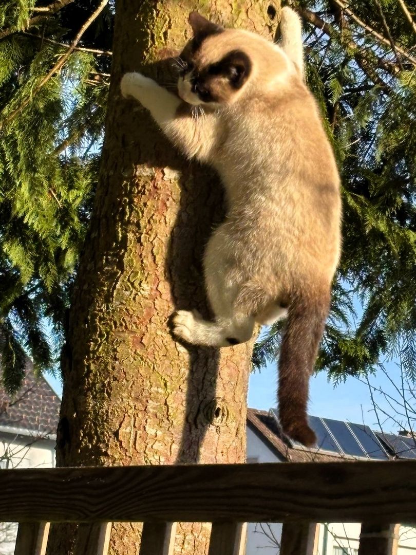 Ein junge Kater vom Land
