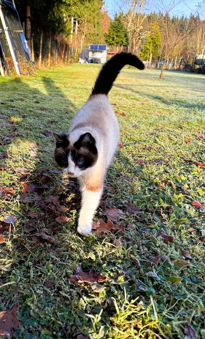 Ein junge Kater vom Land