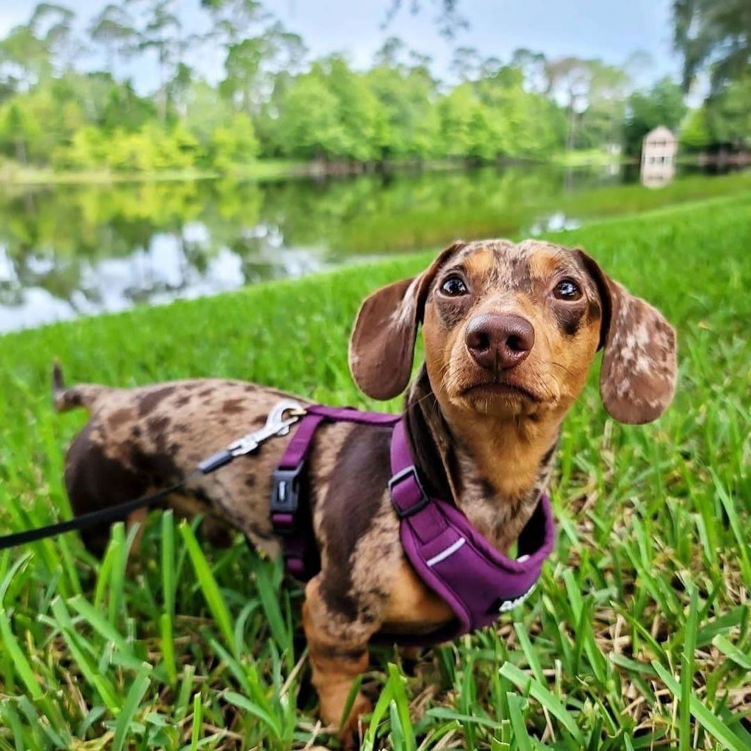 Dackelwelpen suchen ein neues Zuhause