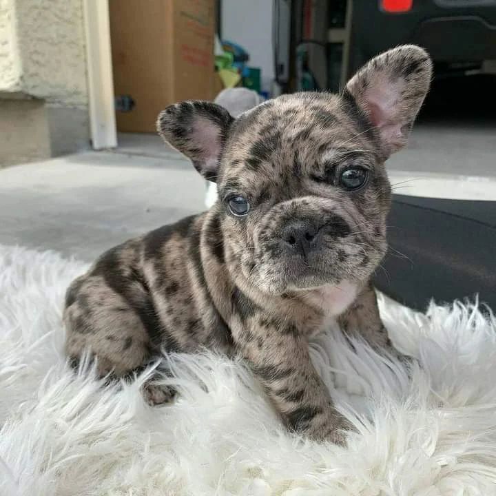 Französische Bulldogge