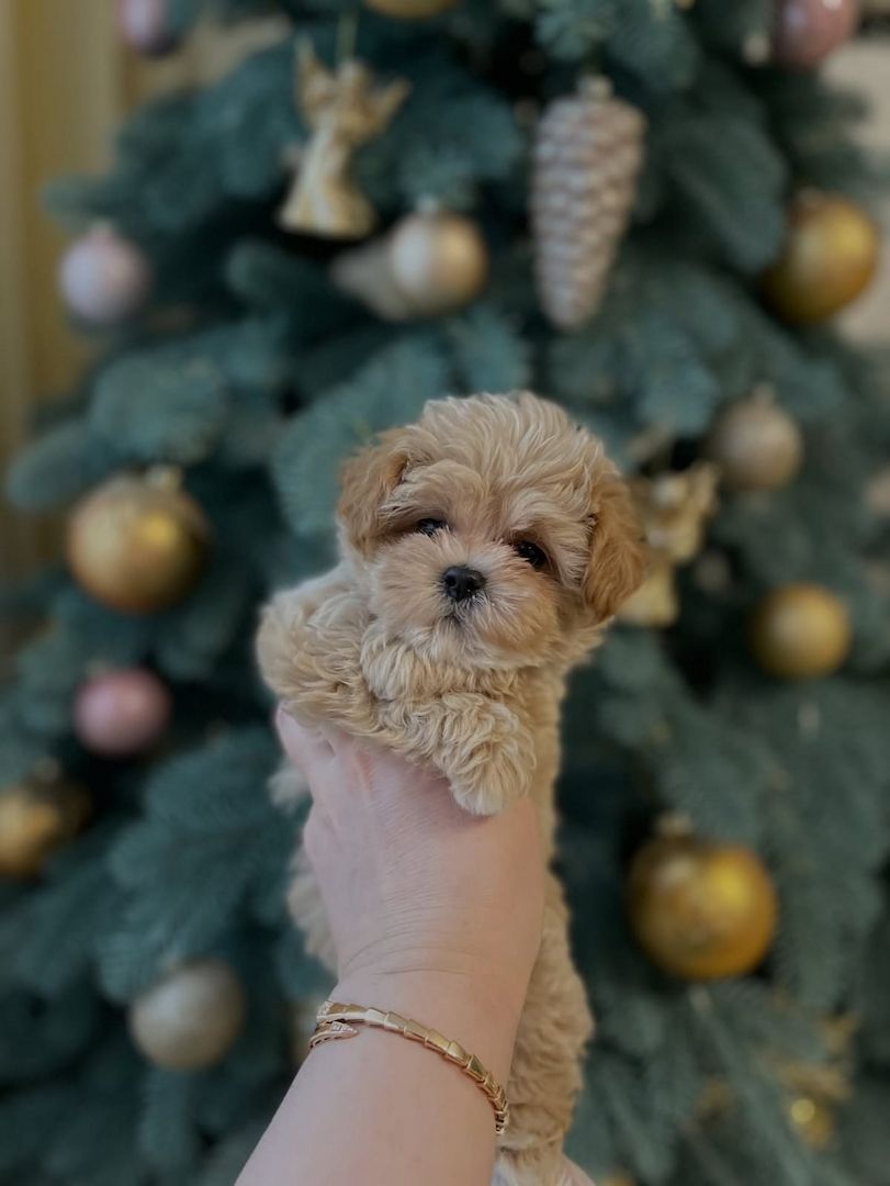 Maltipoo-Welpen,,