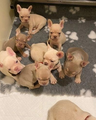 Französische Bulldogge