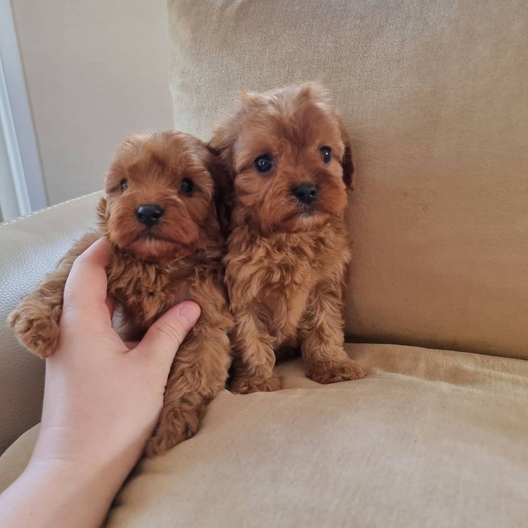 Maltipoo-Welpen zur Adoption