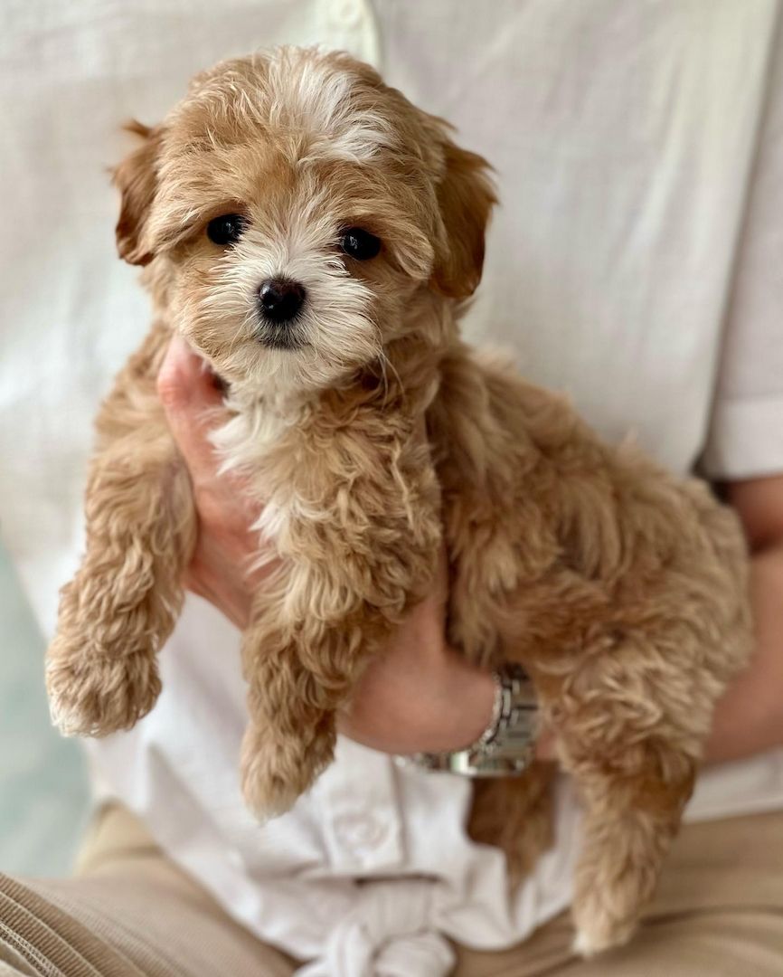 Maltipoo-Welpen zur Adoption