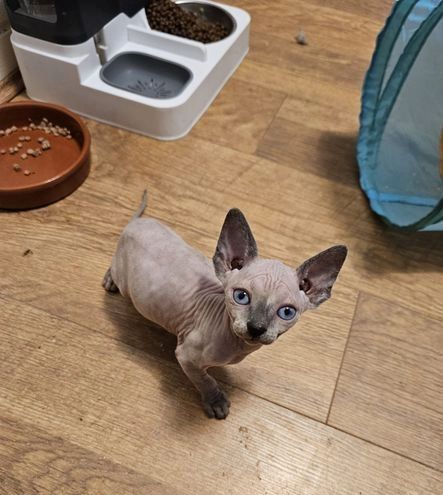 Sphynx-Kätzchen