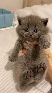 Britisch Kurzhaar Rüden und Hündinnen