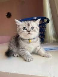 Britisch Kurzhaar Rüden und Hündinnen