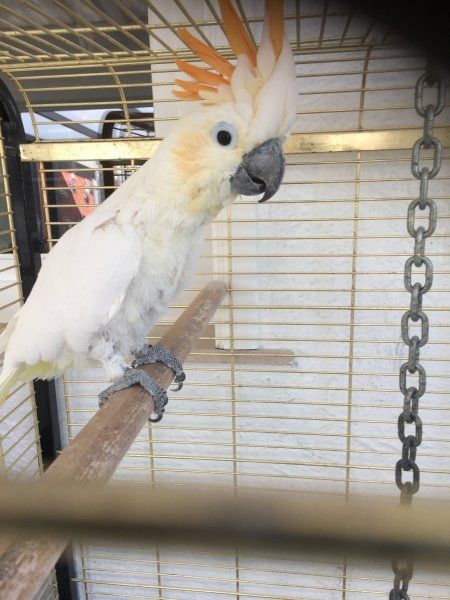 Kakadus und Papageien zu verkaufen