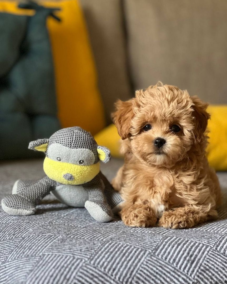 Maltipoo-Welpen zur Adoption