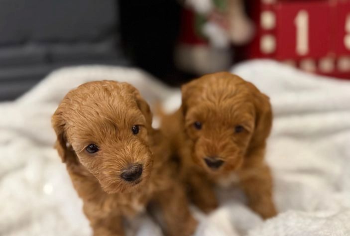 Maltipoo-Welpen zur Adoption