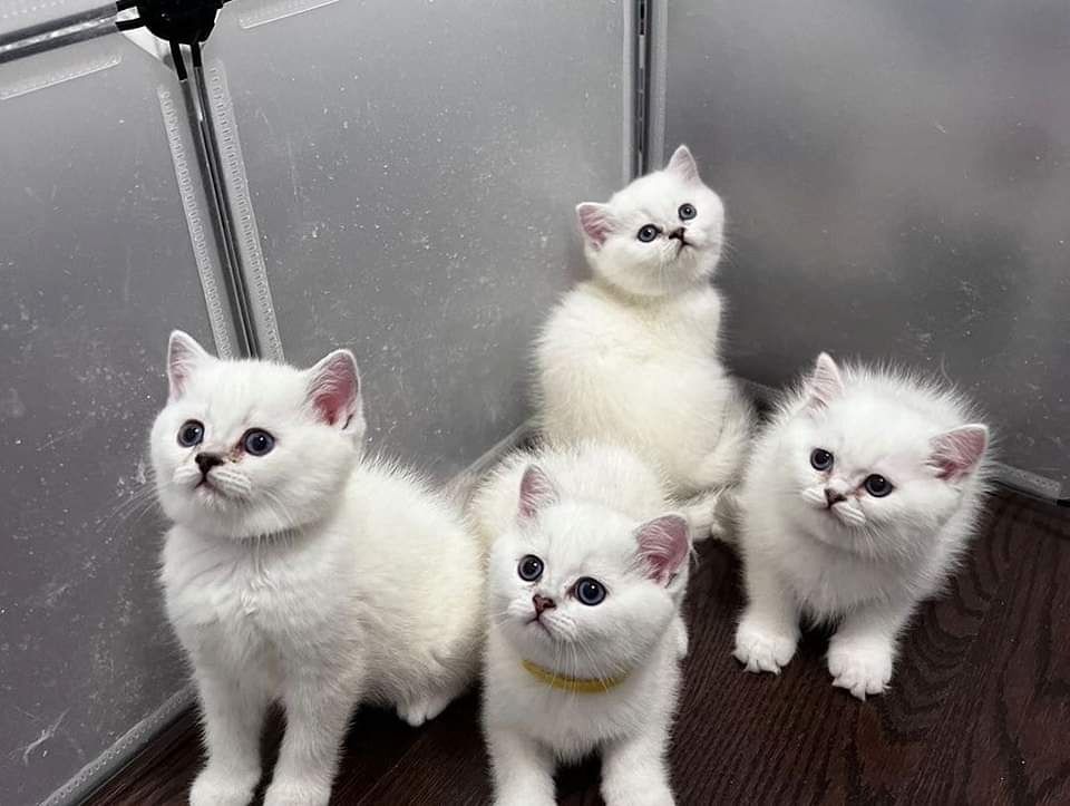 Persian Kittens