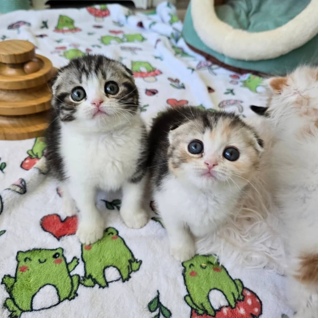 Scottish-Fold-Kätzchen