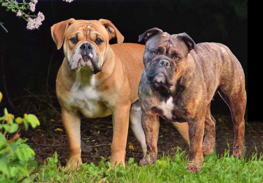 Continental Bulldog Welpen aus deutscher Vereinszucht mit Ahnentafel