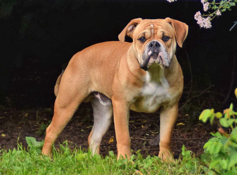 Continental Bulldog Welpen aus deutscher Vereinszucht mit Ahnentafel