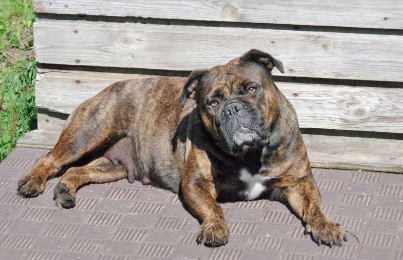 Continental Bulldog Welpen aus deutscher Vereinszucht mit Ahnentafel