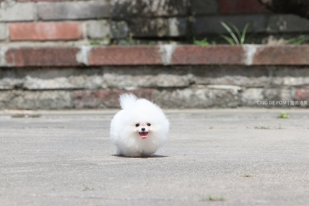 Pomeranian Spitz Welpen